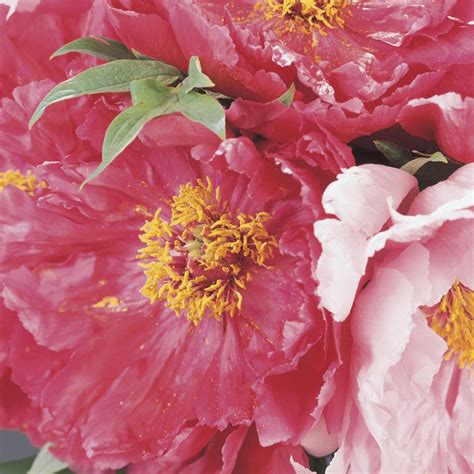 We did not find results for: When Are Peonies in Season in Australia? | Growing peonies ...