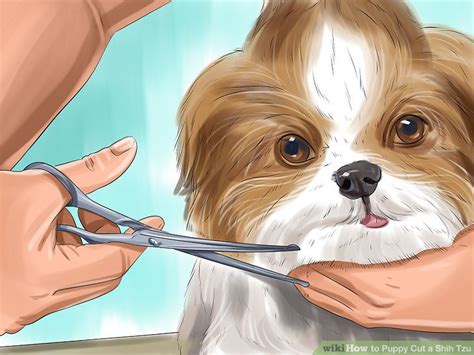 Shih Tzu Topknot Short Hair - George's Blog