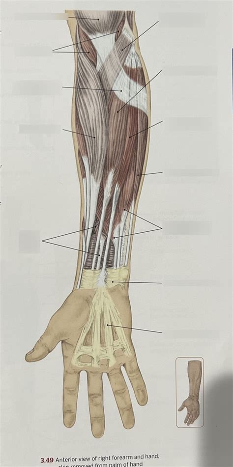 1103 Muscles Of Forearm And Hand Anterior Skin Removed From Palm Of