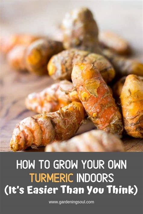How To Grow Your Own Turmeric Indoors Gardening Soul