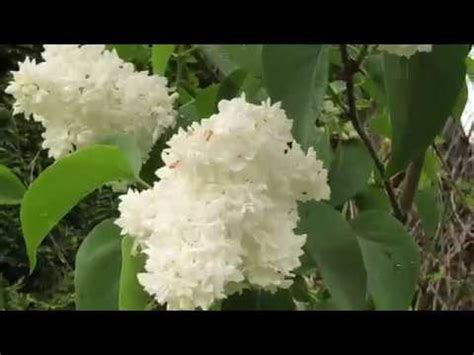 Der garten im märz bietet die beste möglichkeit, um wurzelnackte sträucher und bäume auszupflanzen. Mein Garten im Mai - YouTube