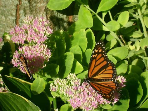 Classic colors include blue to purple hues, but also are available in red, white, pink, and others. How to Attract Birds and Butterflies to Your Yard with ...