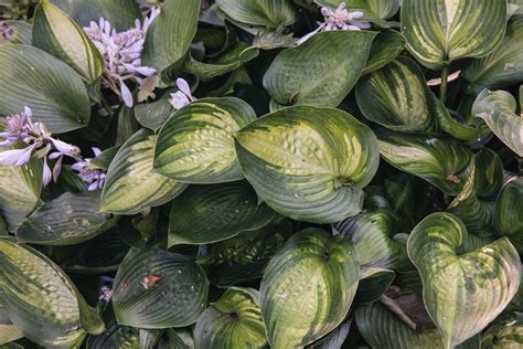 Hosta Plant Care And Growing Guide