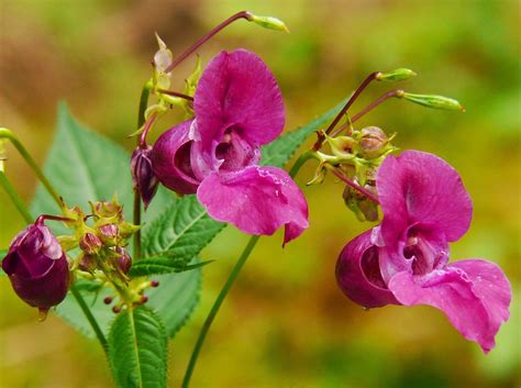 Himalayan Balsam Treatment and Removal - ATG Group UK and Ireland