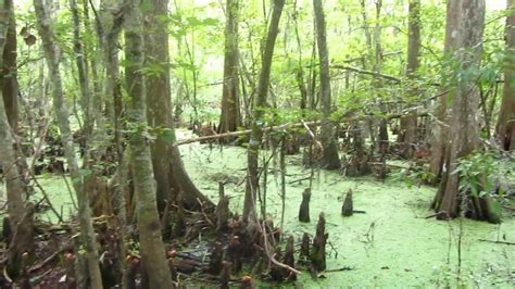 Maybe you would like to learn more about one of these? Barataria Preserve, Jean Lafitte National Historical Park ...