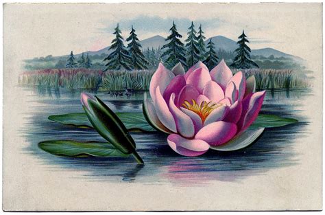 12 Water Lily Images Lotus Flowers The Graphics Fairy