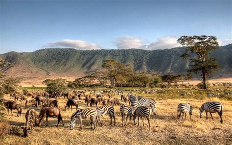 Ngorongoro Crater Ngorongoro Conservation Area Tanzania Safaris