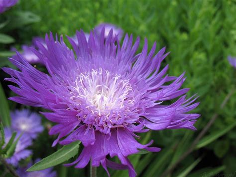 Big Purple Flower With White Center Ided As Stokes Aster Aka Stokesia