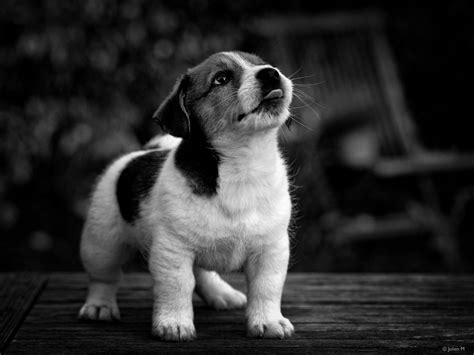 Fondos de pantalla : Animales, monocromo, fotografía, perro, bigotes