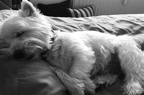 Fortunately, puppies breathing fast while sleeping is completely normal and isn't something you should worry about. What Does It Mean if My Dog Is Breathing Fast? | LoveToKnow