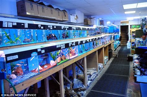In our shop you can get aquariums in different shapes and sizes. Swanse thief stuffed live koi carp from aquatic shop in ...
