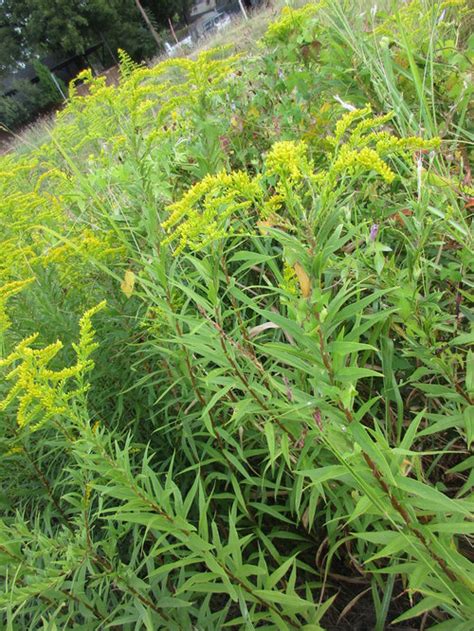 Tall Yellow Flower Spikes And Stalks