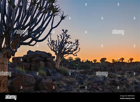 Quiver Tree Forest Keetmanshoop Namibia Africa Stock Photo Alamy