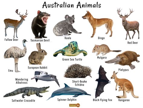 Australian Animals List Facts Conservation Pictures Australia
