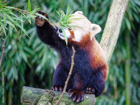 Panda Roux Qui Mange Des Feuilles De Bambou Dans Le Parc Animalier De