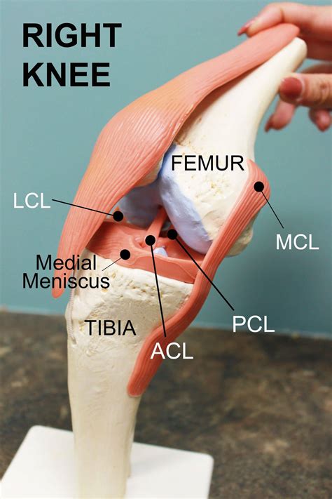 Knee Diagram Coury And Buehler Physical Therapy
