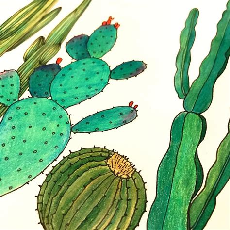 Cactus Drawings With Coloured Pencils Botanicalillustration