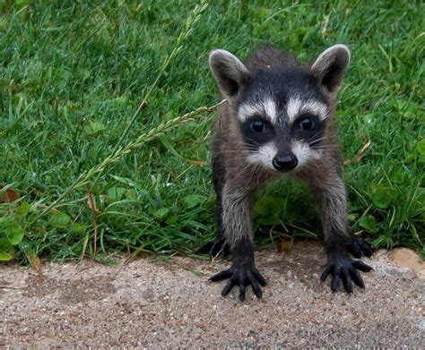 Baby Raccoon Dogscats And Critters Cute Animals Baby Raccoon Animals