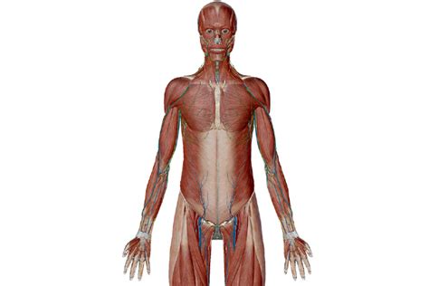 Anatomy and Physiology: Anatomical Position and Directional Terms
