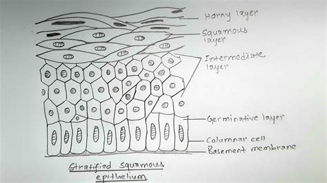 How To Draw Stratified Squamous Epithelium Easy Way Youtube