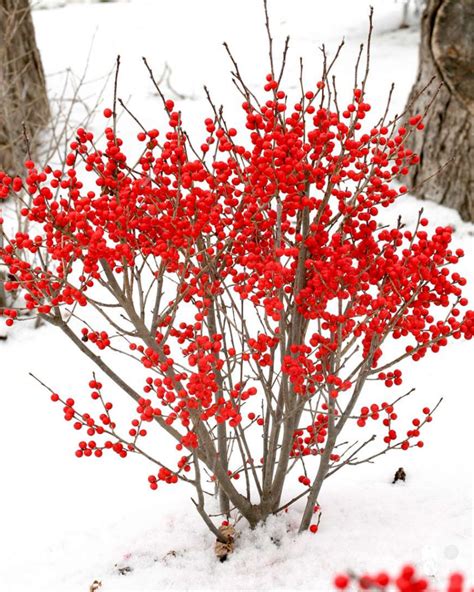 Berry Poppins Winterberry Cultivar For Sale At Arbor Days Online Tree