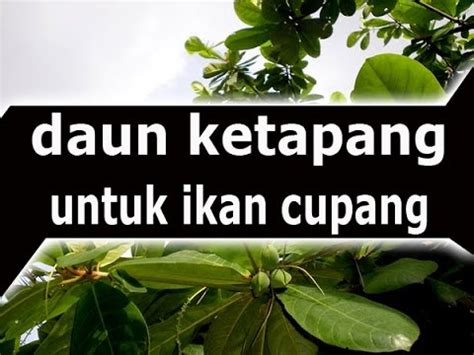 Nama ketapang juga digunakan untuk menyebut t. MANFAAT DAUN KETAPANG UNTUK IKAN CUPANG - YouTube