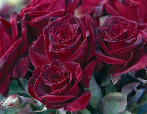 Black Baccara Star Roses And Plants