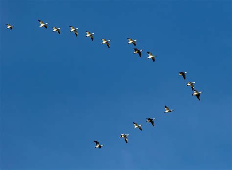 Migration Birds Britannica