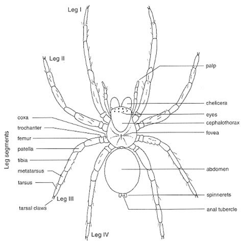 The World Of Insects And Arachnids Arachnids I