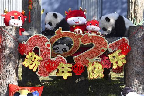 China Reserve Shows Off 10 Panda Cubs To Mark Lunar New Year