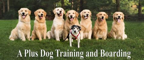 Home Page A Plus Dog Boarding And Training