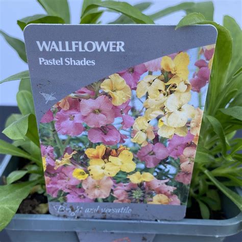 Wallflower Pastel Shades 2l Pot Bedding Polhill Garden Centre