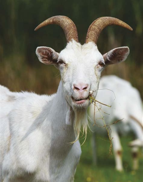 Choosing A Goat Hobby Farms Magazine Living Off Grid 2021