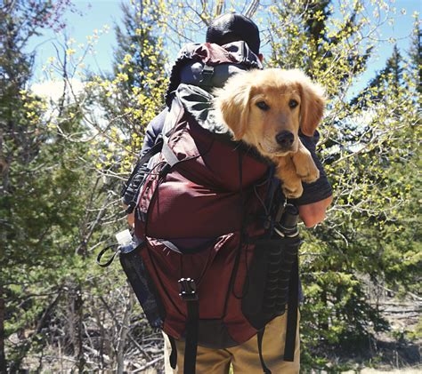 10 Best Dog Carrier Backpacks For Hiking 2021 Guide Woof Its Zelda