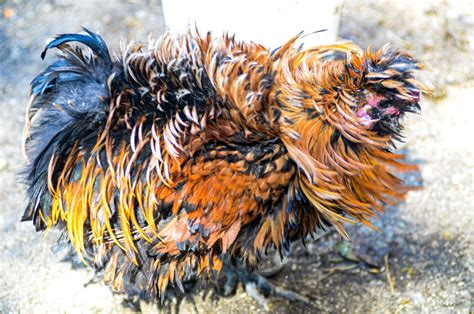 Teenytinydinosaurfarm — Curly Chicken In 2020 Chicken Chinese Chicken Curly