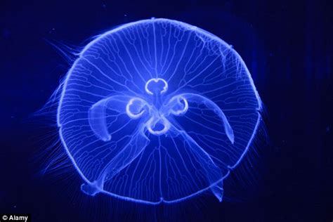 The Parasite That Is Actually A Jellyfish Really Weird Discovery