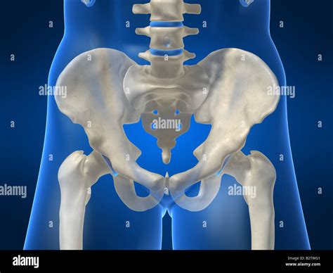 Human Skeletal Hips Stock Photo Alamy