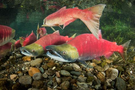 Underwater Salmon Photographs By Eiko Jones Photography