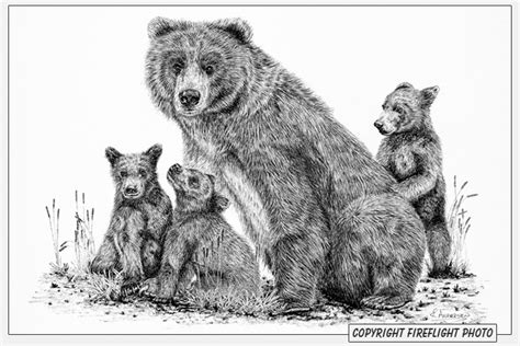 Learn to draw my grumpy bear cub based on simple shapes, suitable for ages 5 plus. FireFlight Photo - Grizzly Bear and Cubs Pen and Ink Drawing