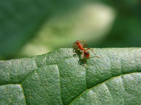 Forest, Insect, Ant, Animal, Nature, Forest #forest, #insect, #ant, #animal, #nature, #forest ...
