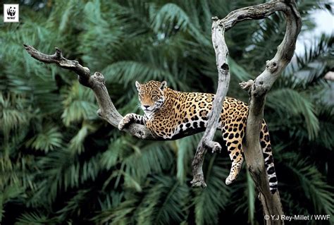 Pin by Alessia on Animal kingdom | Rainforest animals, Amazon