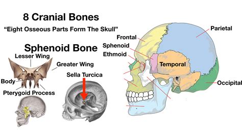 Cranial Bones Orbital Break Down Skeletal System Anat