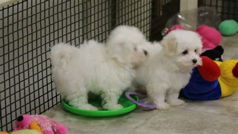 Give loving forever home on e pups. Maltese Puppies For Sale - YouTube