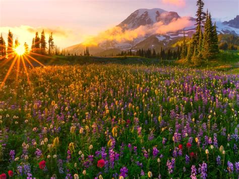 Sunset The Last Rays The Sun Spring Meadow Wild Flowers Yellow Red And