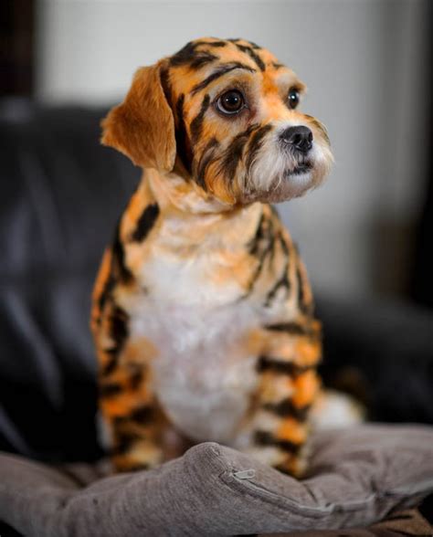 Because freedom, as george orwell once wrote, is the right for someone to express. Meet Millie the tiny dog painted to look like a TIGER. She ...