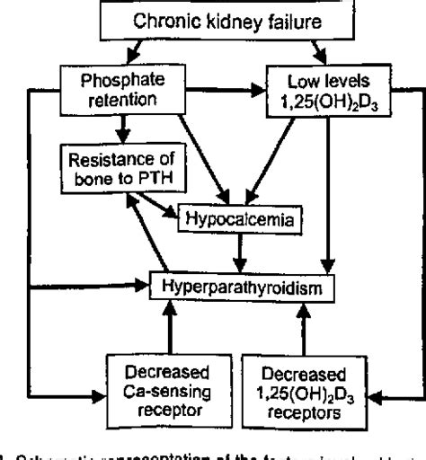 Secondary Hyperparathyroidism In Chronic Kidney Disease Focus On