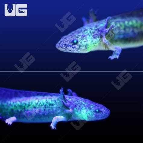 Gfp Wildtype Axolotls Ambystoma Mexicanum For Sale Underground Reptiles