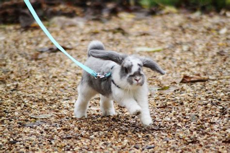 Young Mini Lop Out For A Walk They Are So Much Smart Than People Thinks