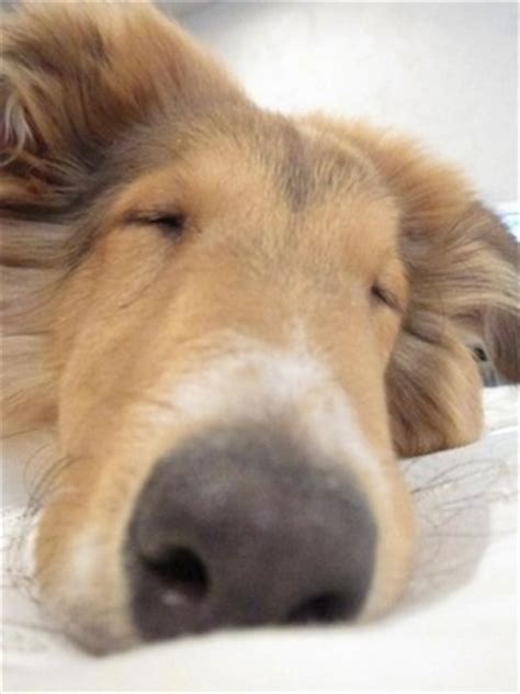 Two best friends play just rough enough. Collie Dog Breed Pictures, 3