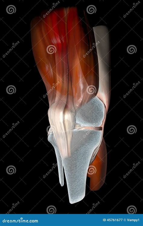 Knee Anatomy Ligaments And Tendons